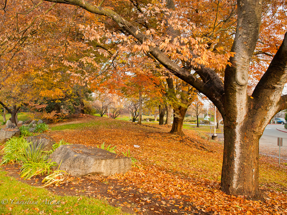 Chris Allan Photography Fall in Sacramento Chris Allan Photography