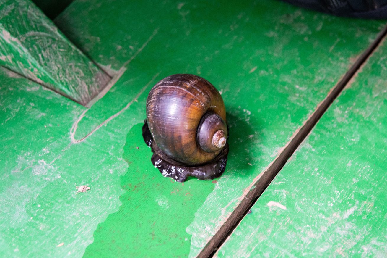 Black river snail Peru-7147