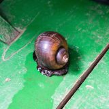 Black river snail Peru-7147