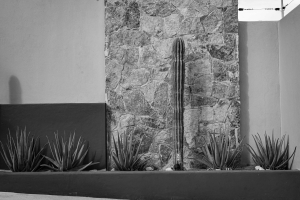 BW cactus, house, Baja California Sur, Los Cabos,mexico, arts, art scene, san jose del cabo, travel photography, culture, lesbian photographer