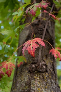 Montreal, quebec, freelance, photography, canada, chris allan, travel photography, fall, red maple leaf, tree, selective focus, colorful, vertical