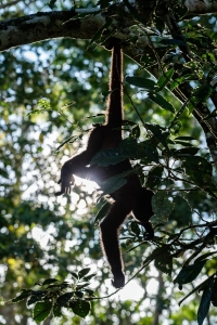 Monkey hanging Peru-6694
