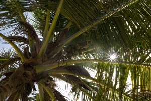 Palm-tree-sandy-beach-Vieux-Fort-4723